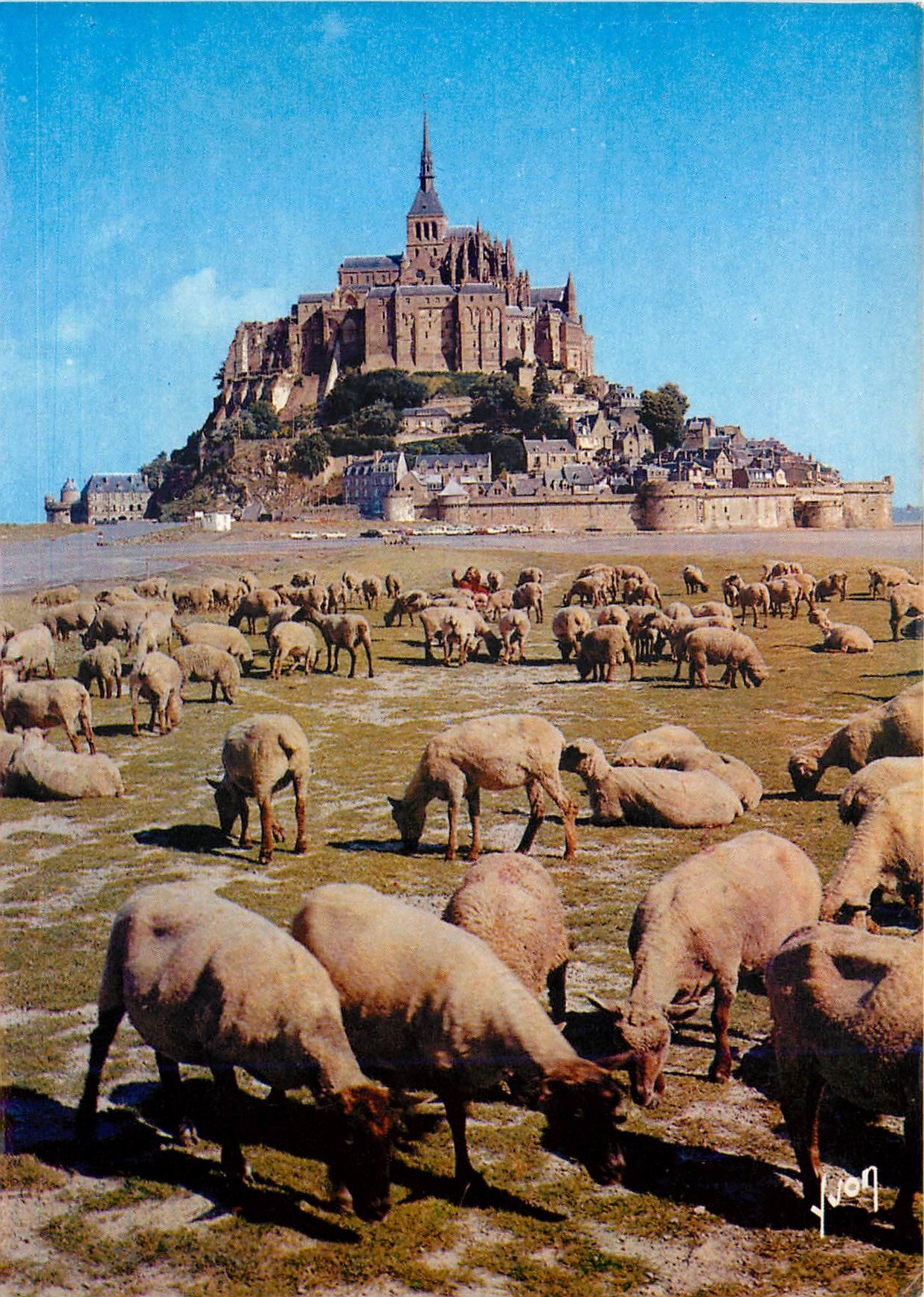 CPM Monte Saint Michel (Manche) Les Moutons de pres sales