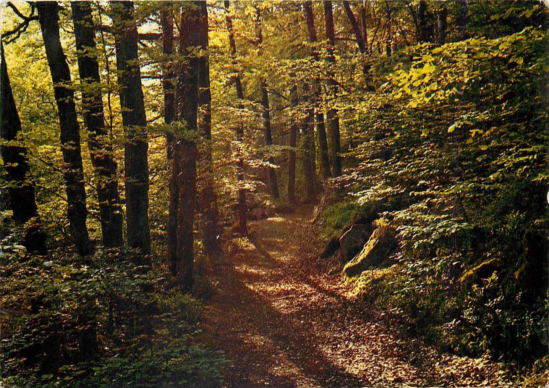 CPM Huelgoat (Finistere) Sous bois dans la foret