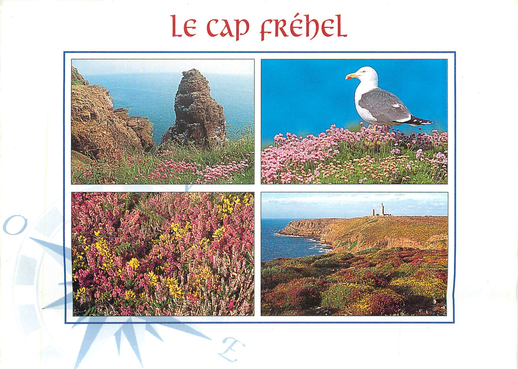 CPM Le Cap Frehel (Cote d'Armor) La petite Fauconnoere un Goeland brun