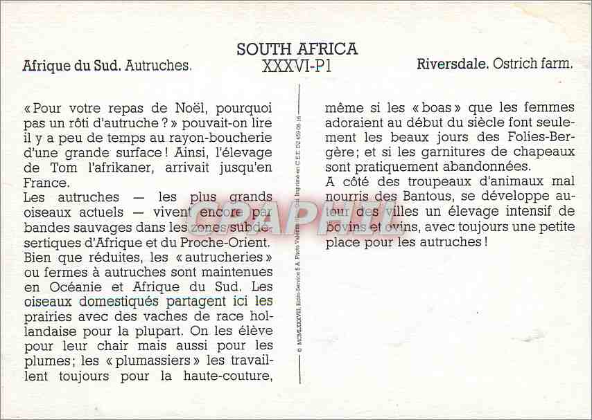 CPM South Africa Autruches — Rückseite