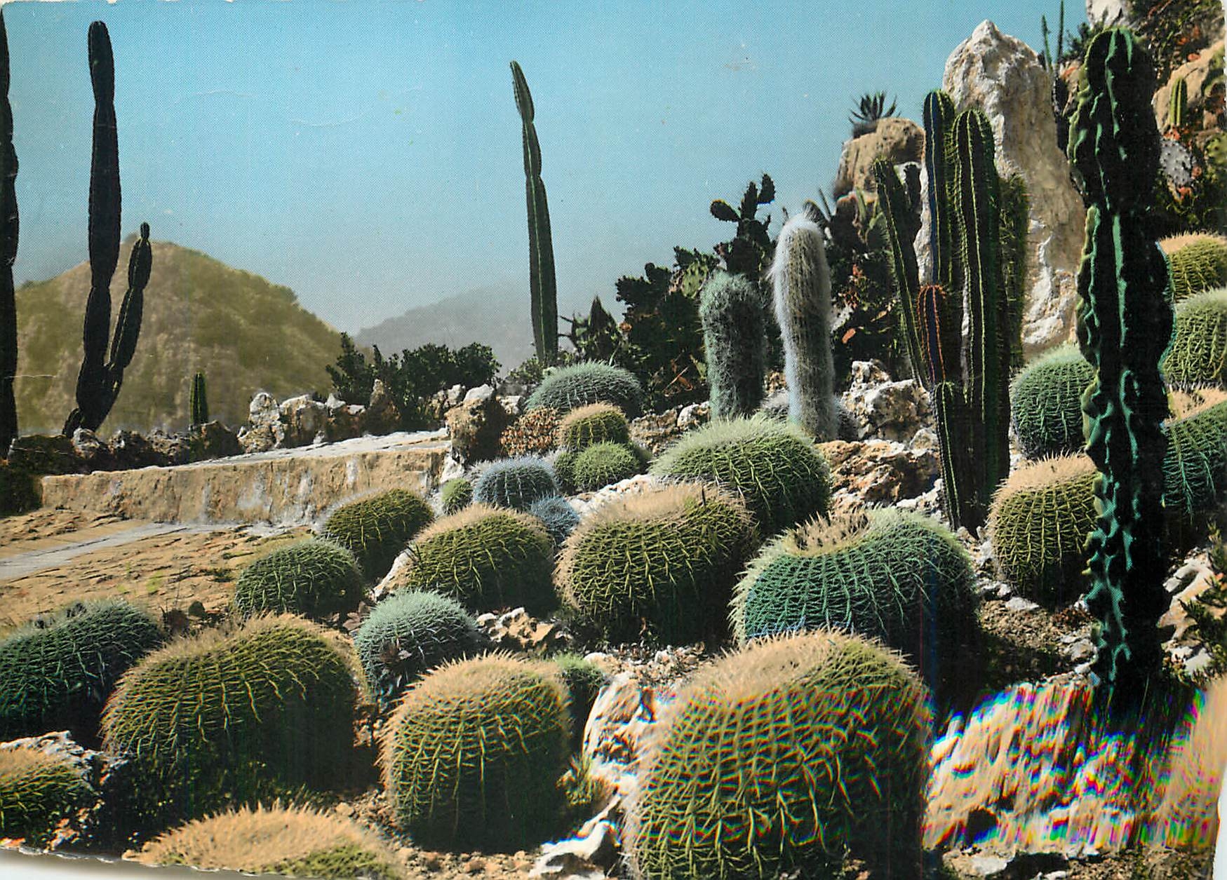 CPM Cote d'Azur Eze Village le jardin Exotique (Coussins de belle mere et candelabres