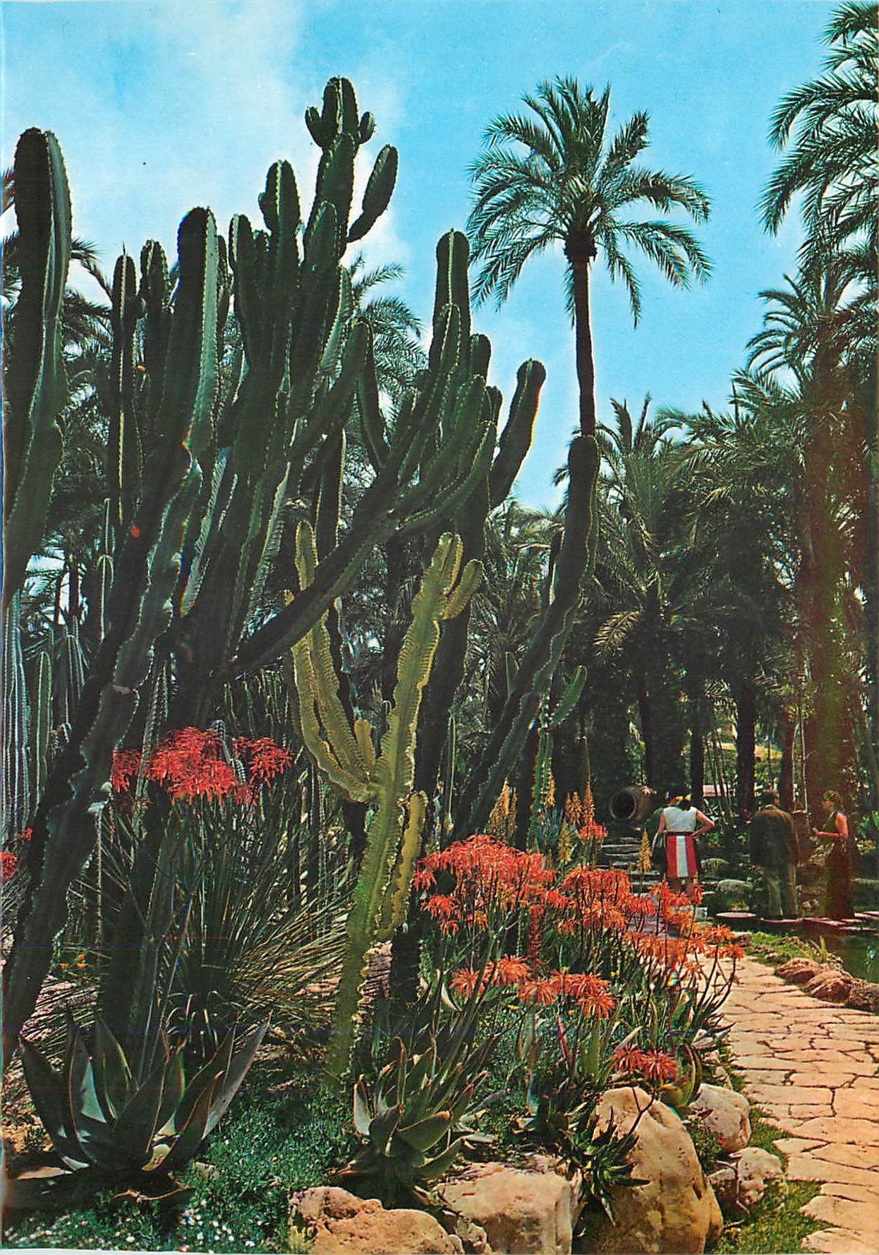 CPM Elche Verge du Cure Rocailles Ploes en Fleurs