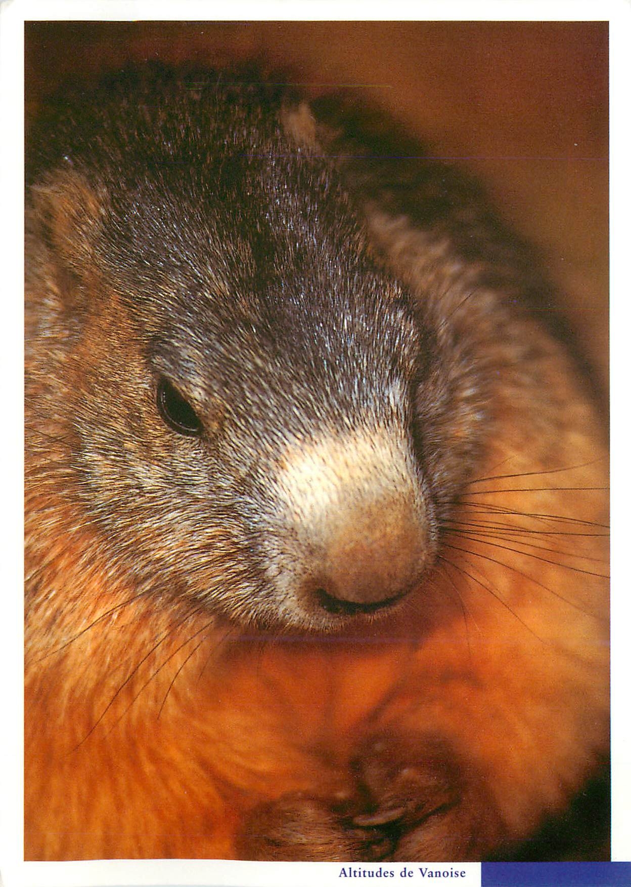 CPM Parc national de la Vanoise Portrait d'une marmotte