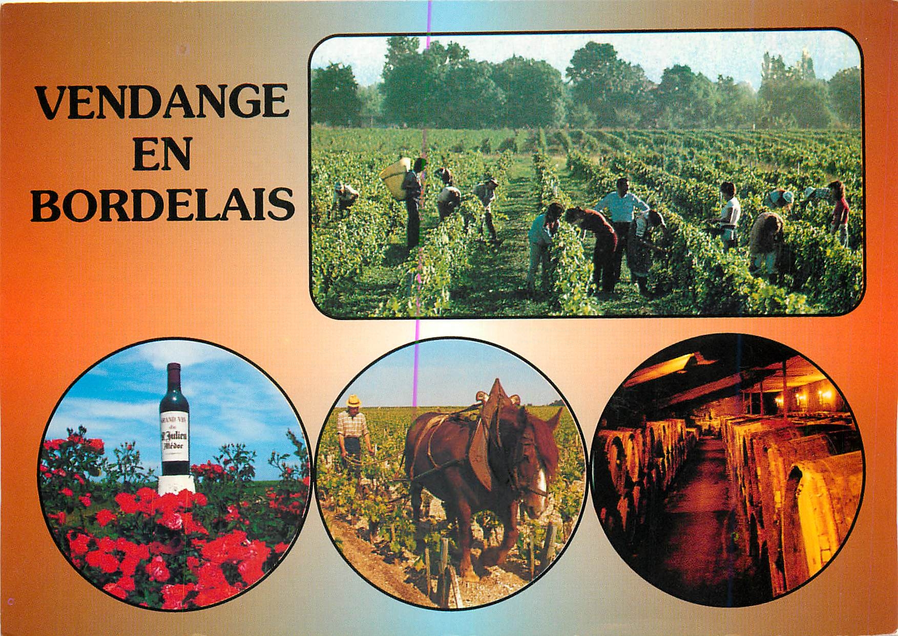 CPM Vendage en Bordelais Gironde