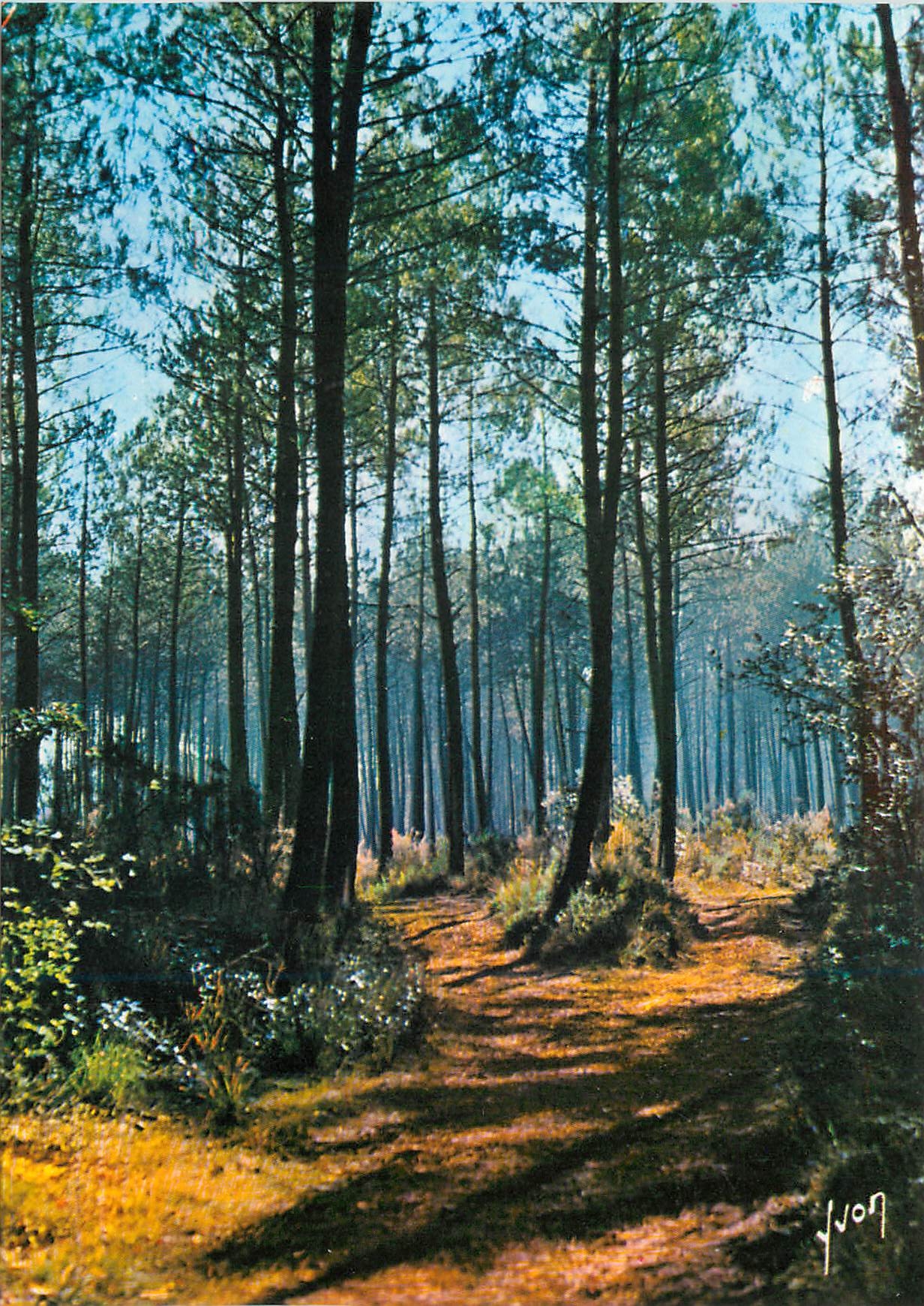 CPM Couleurs et Lumiere de France Belle Foret de Pins