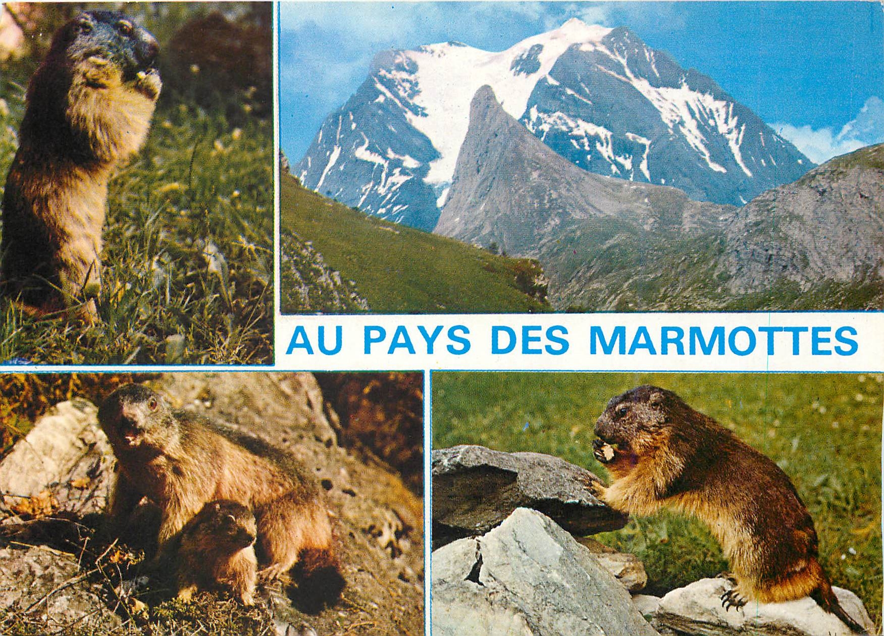 CPM Animaux de Montagne La Marmotte des Alpes(Marmotta)