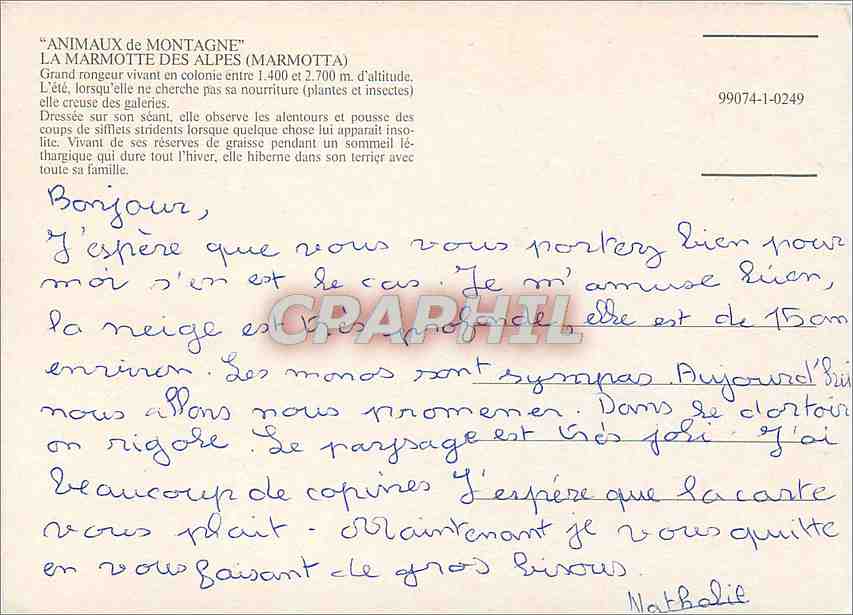 CPM Animaux de Montagne La Marmotte des Alpes(Marmotta) — Verso