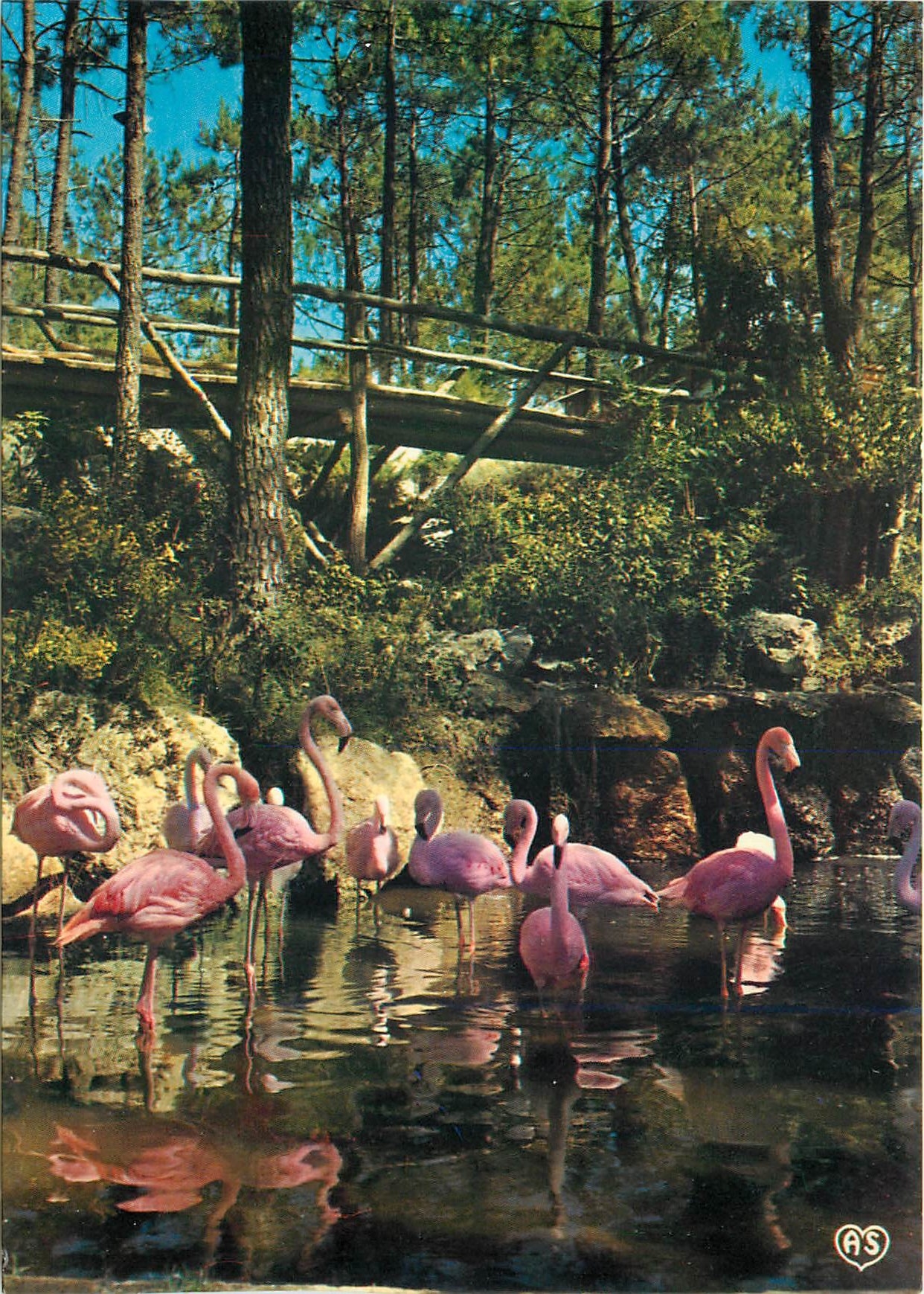 CPM Parc Zoologique de La Palmyre La Cascade et les flamants roses 