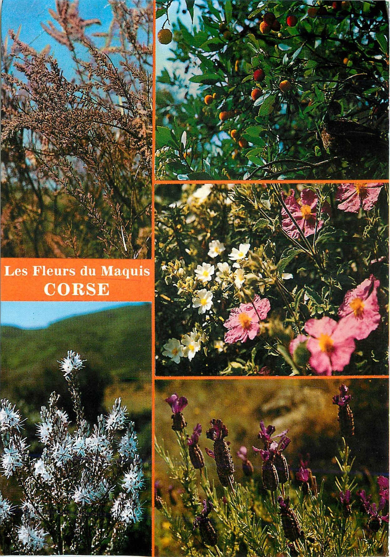 CPM Les Fleurs du Maquis Corse 