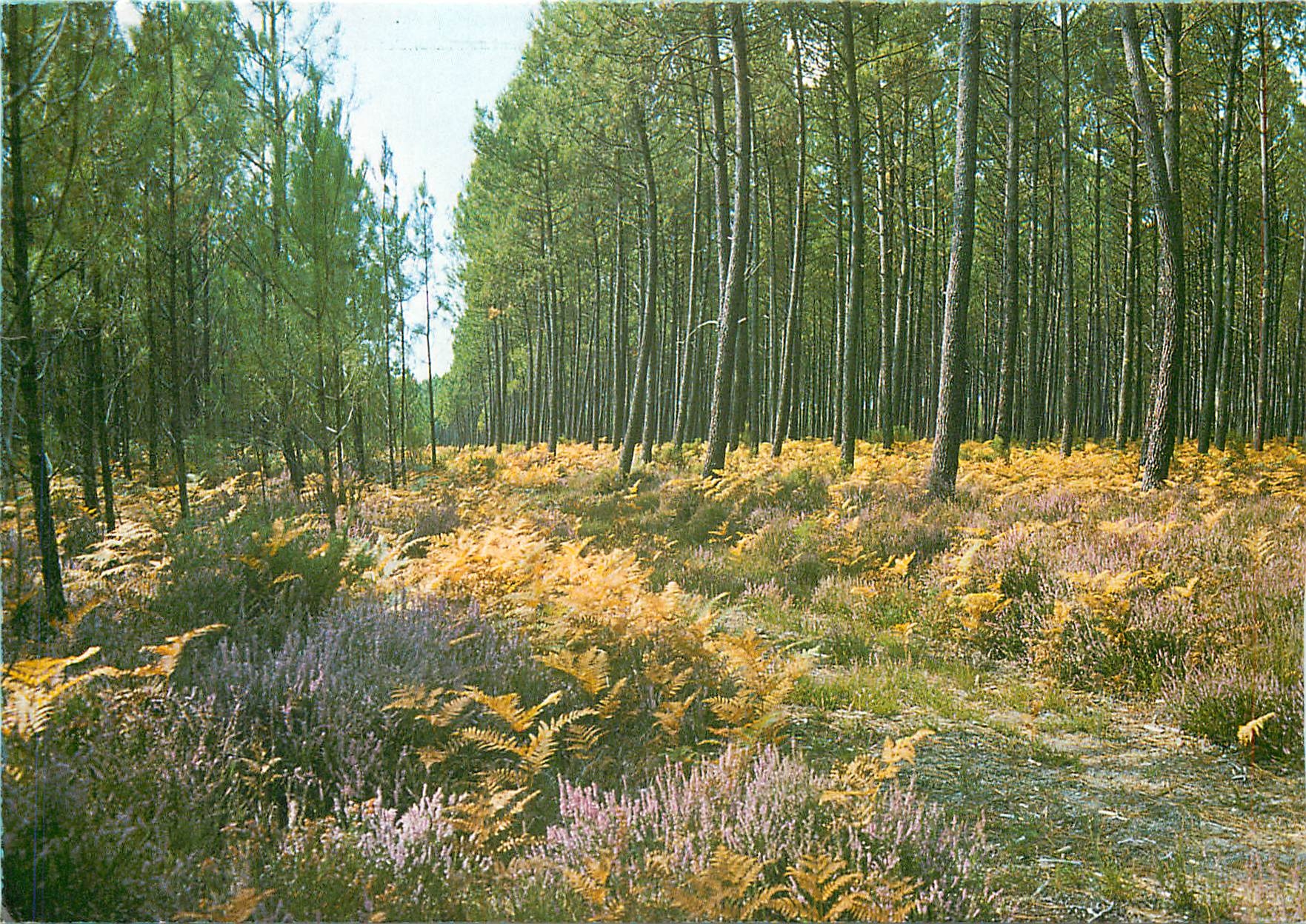 CPM Couleur et Lumiere d'Automne en foret landaise 