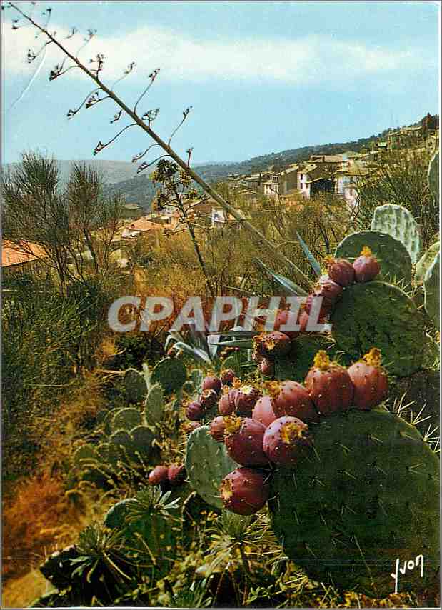 CPM Bormes les Mimosas Vue generale 