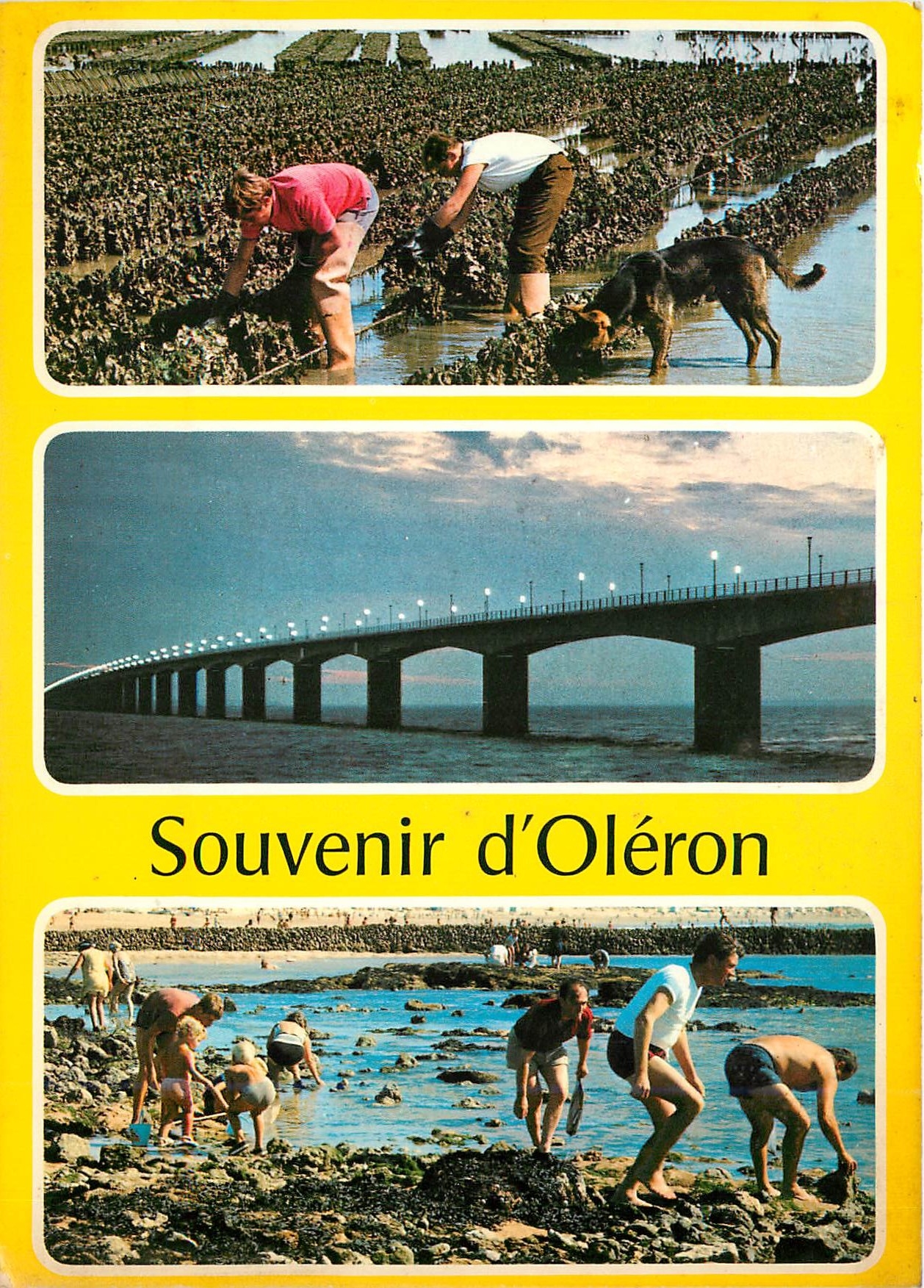 CPM Souvenir d'Oleron  Travail des huitres et peche sur les rochers