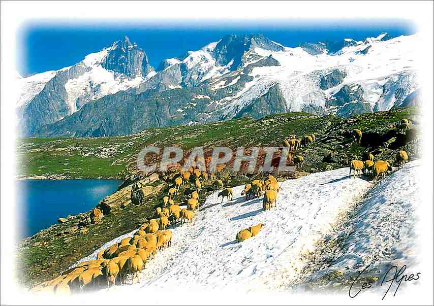 CPM Les Alpes Moutons