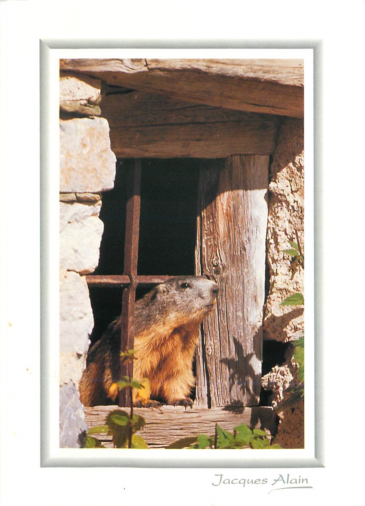 CPM Jacques Alain image de Montagne Rencontre insolite Marmotte