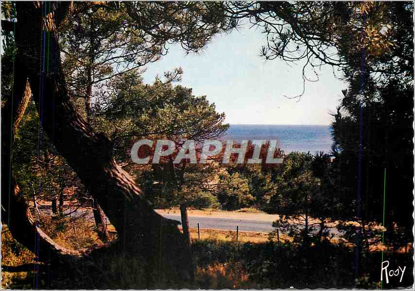CPM Saint Brevin Vue sur la mer prise de la Foret de pins 