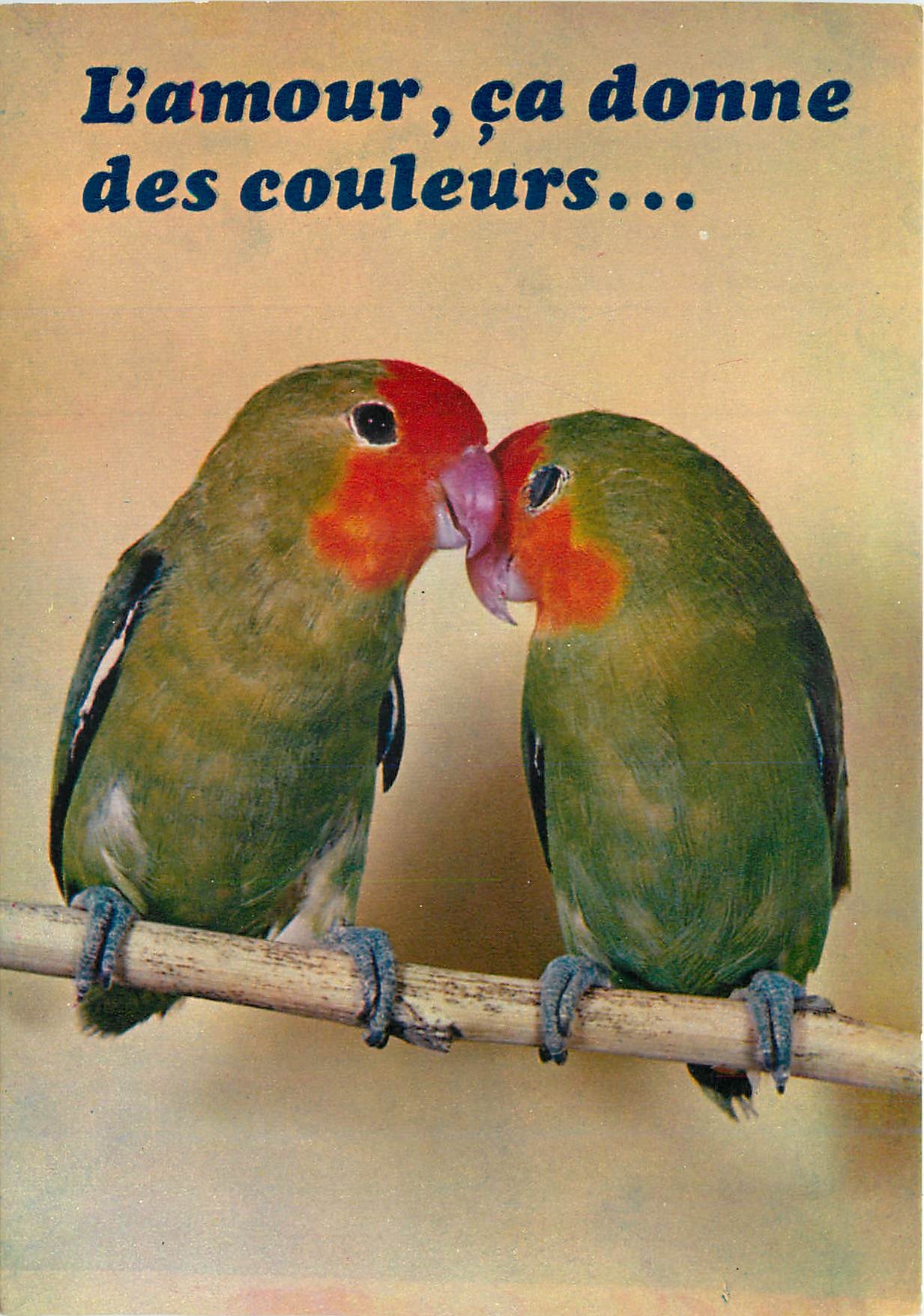 CPM L'Amour ca donne des Couleurs Perruches