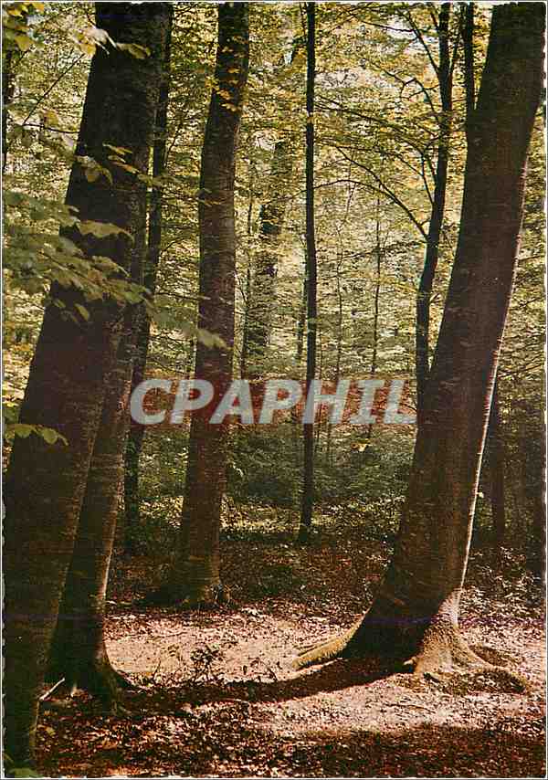 CPM Le Paradis des Oiseaux 
