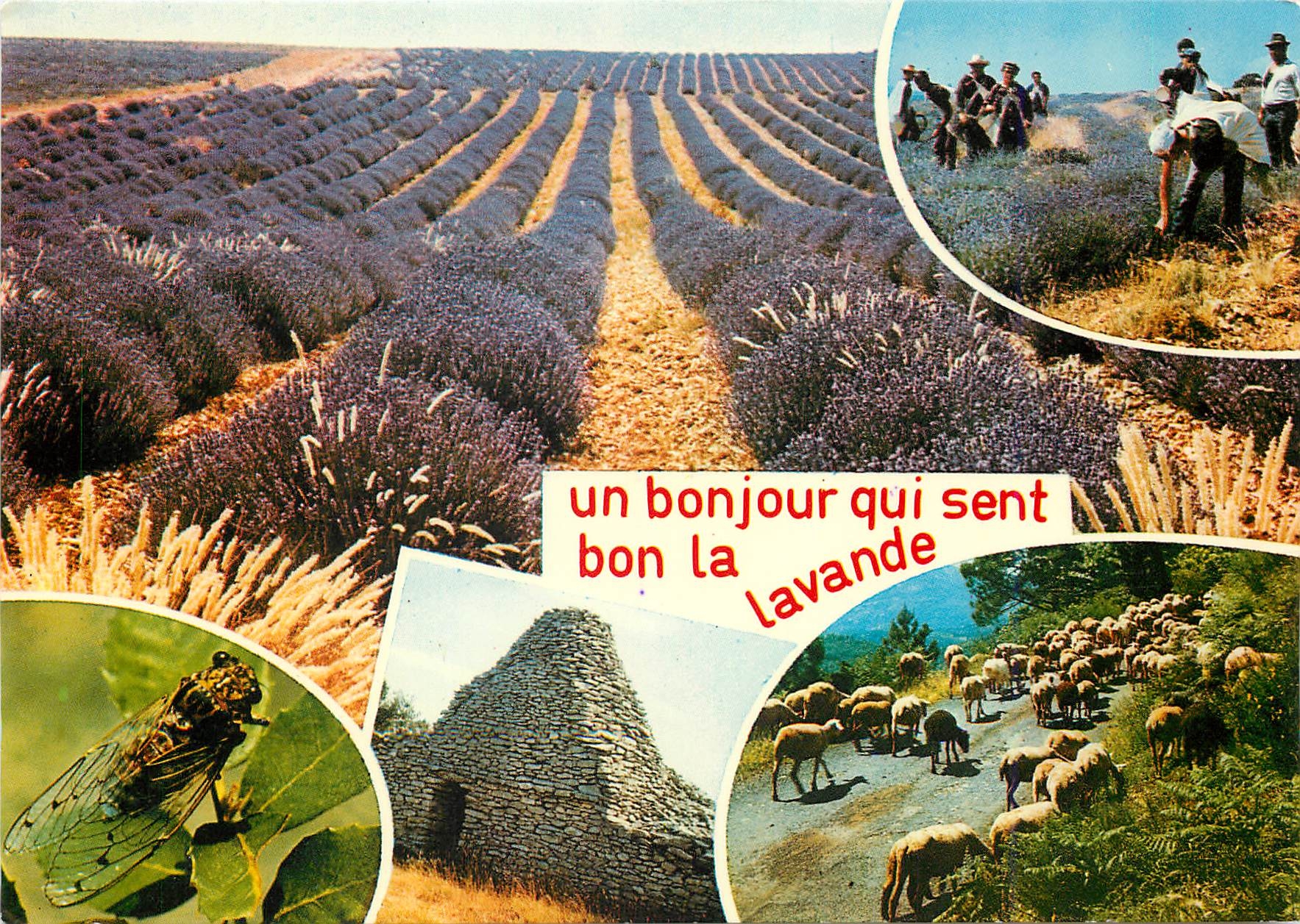 CPM Un bonjour qui sent bon la Lavande Moutons Cigale