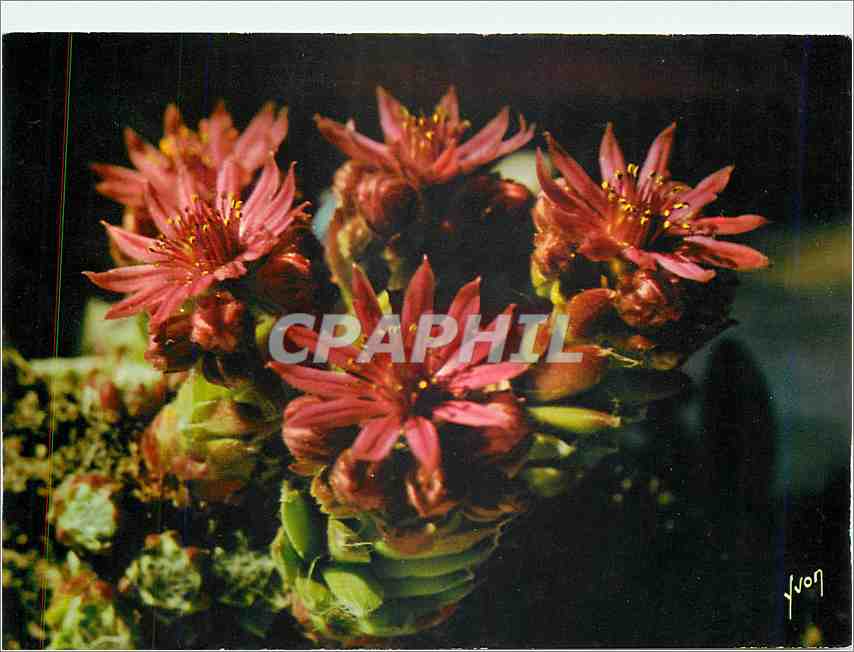 CPM Jolies Fleurs de Montagne Joubarbe des Rochers 