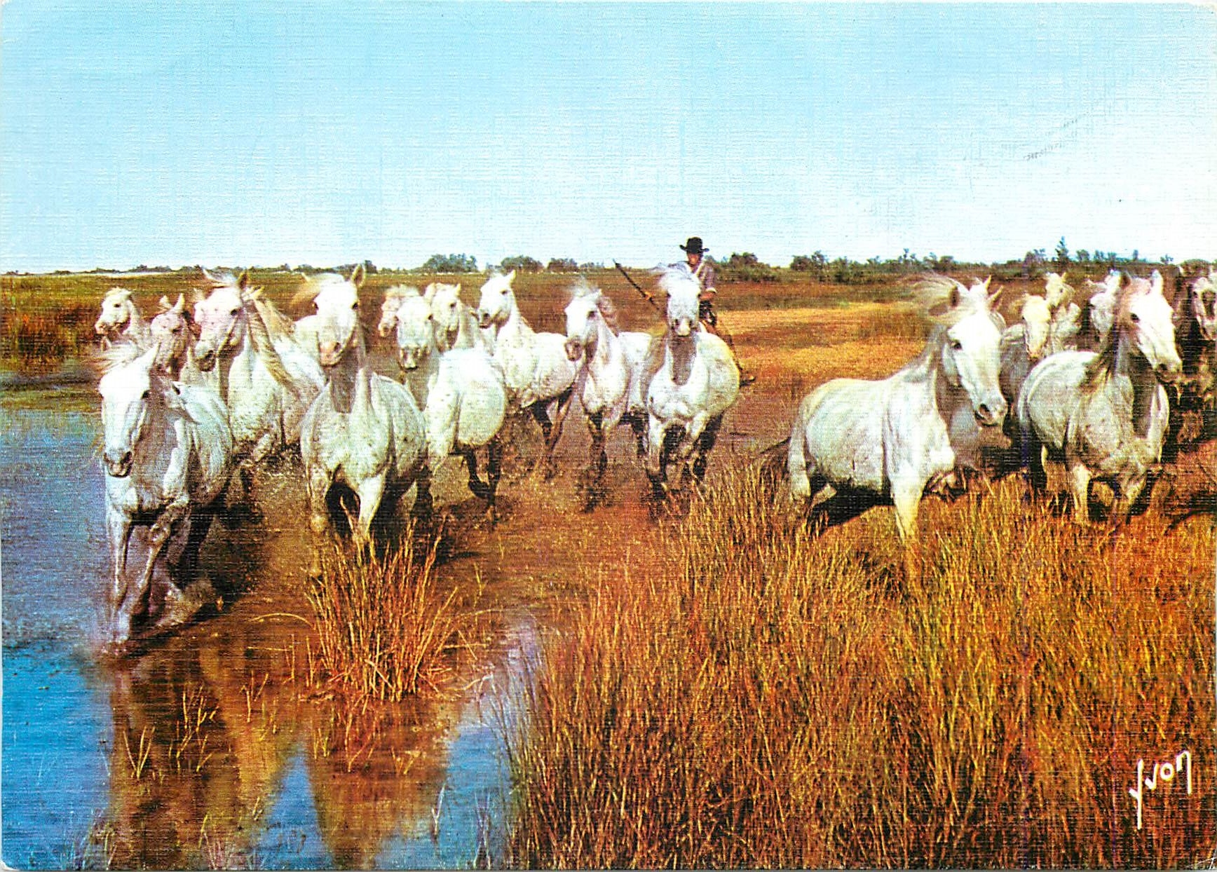 CPM Chevaux dans les Marais Camarguais 