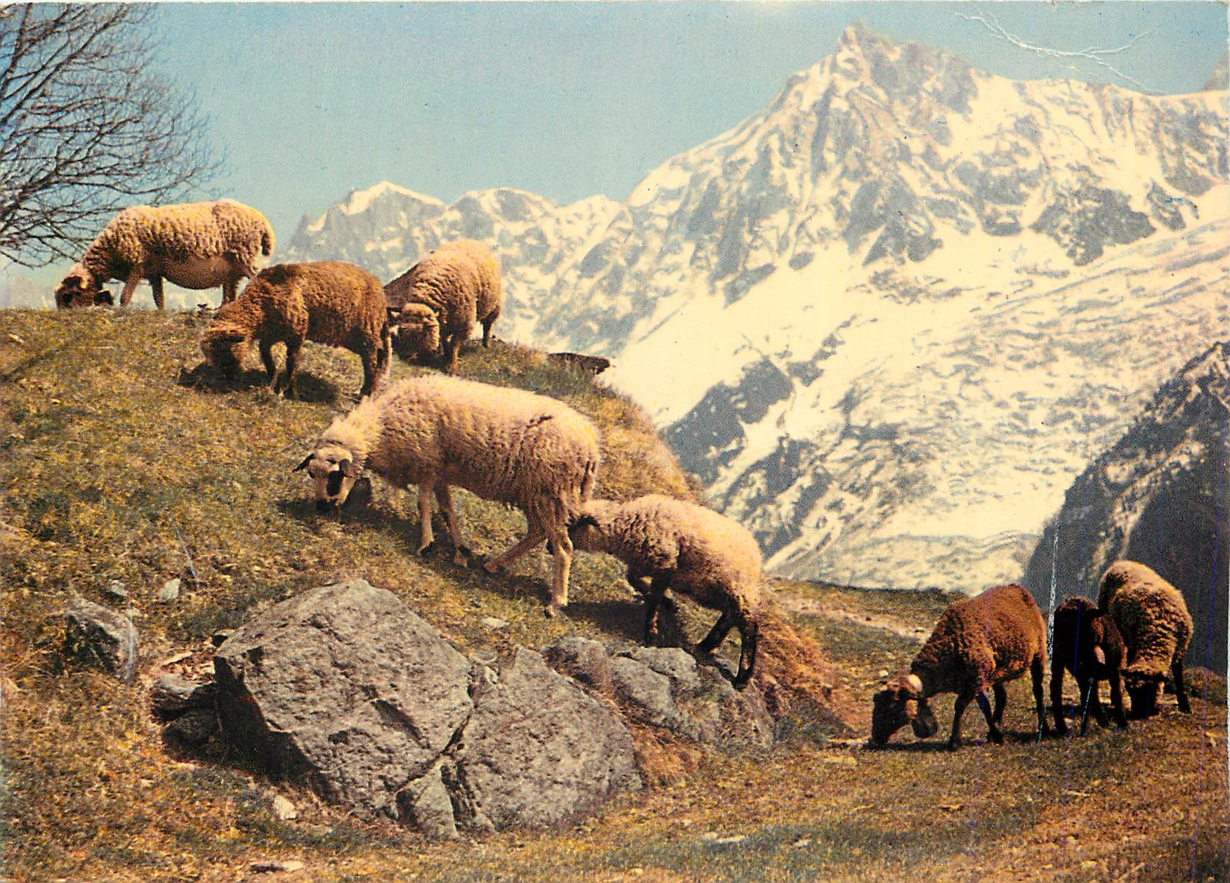 CPM Au Pays du Mont Blanc Troupeau a Merlet dans le decor de l'Aiguille du Midi
