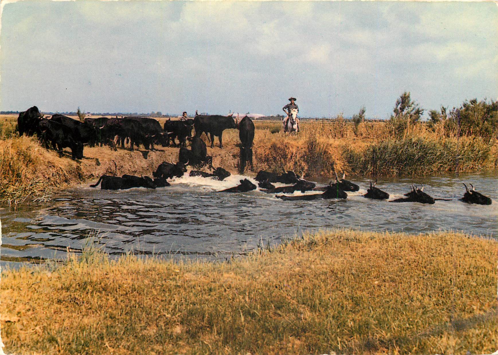 CPM En Camargue Bouches du Rhone Taureaux Traversant un cours d'Eau 