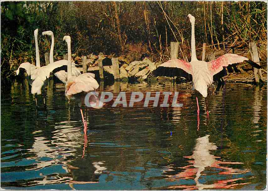 CPM Les Belles Images de Provence Flamants Roses de Camarque 