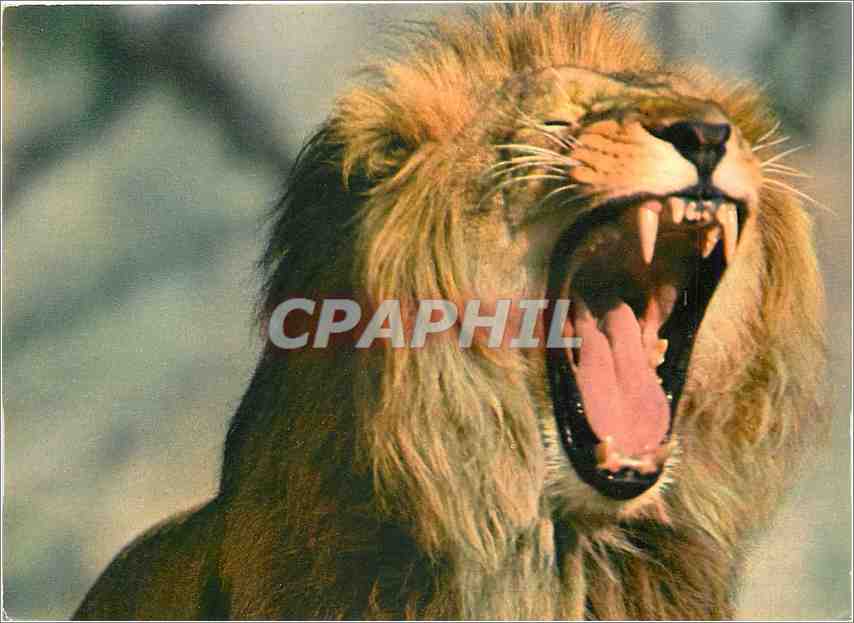 CPM Museum National d'Histoire Naturelle Parc Zoologique et Menageries Lion Afrique