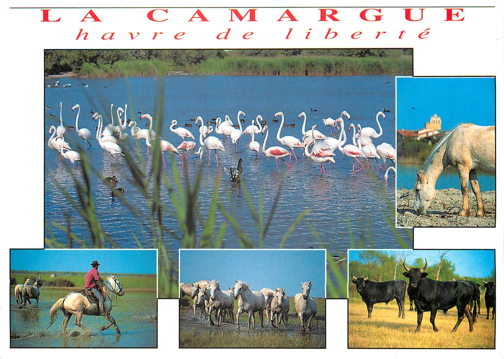 CPM La Camargue havre de liberte 