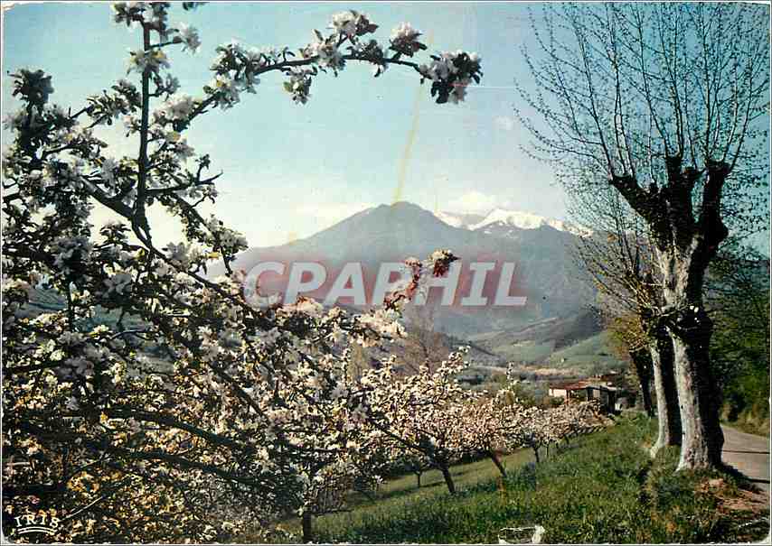 CPM Le Massif du Canigou au printemps 