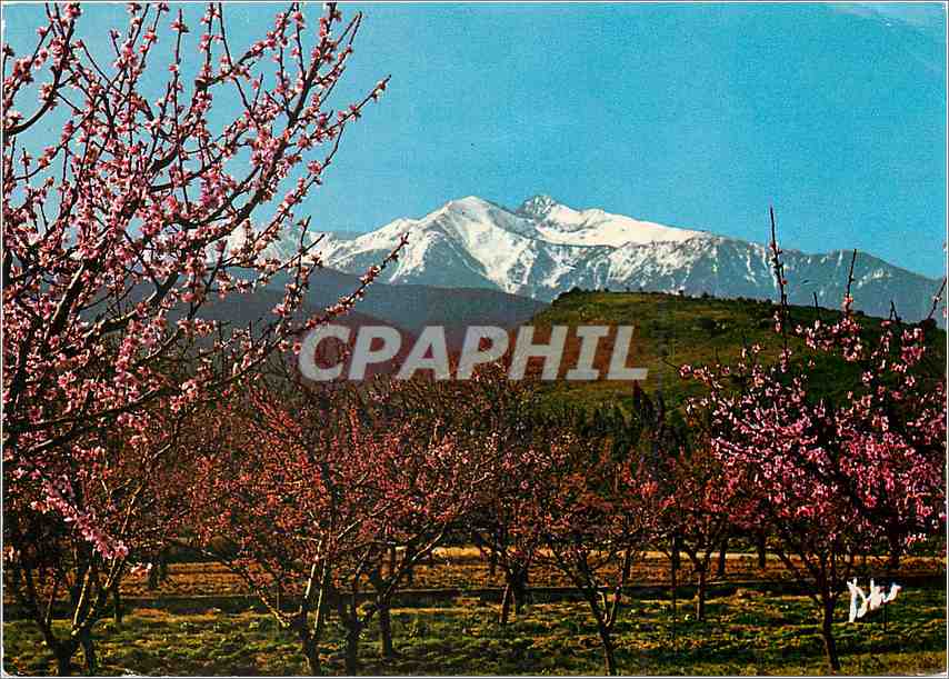 CPM Le Canigou Au Printemps parmi les pechers en fleurs 