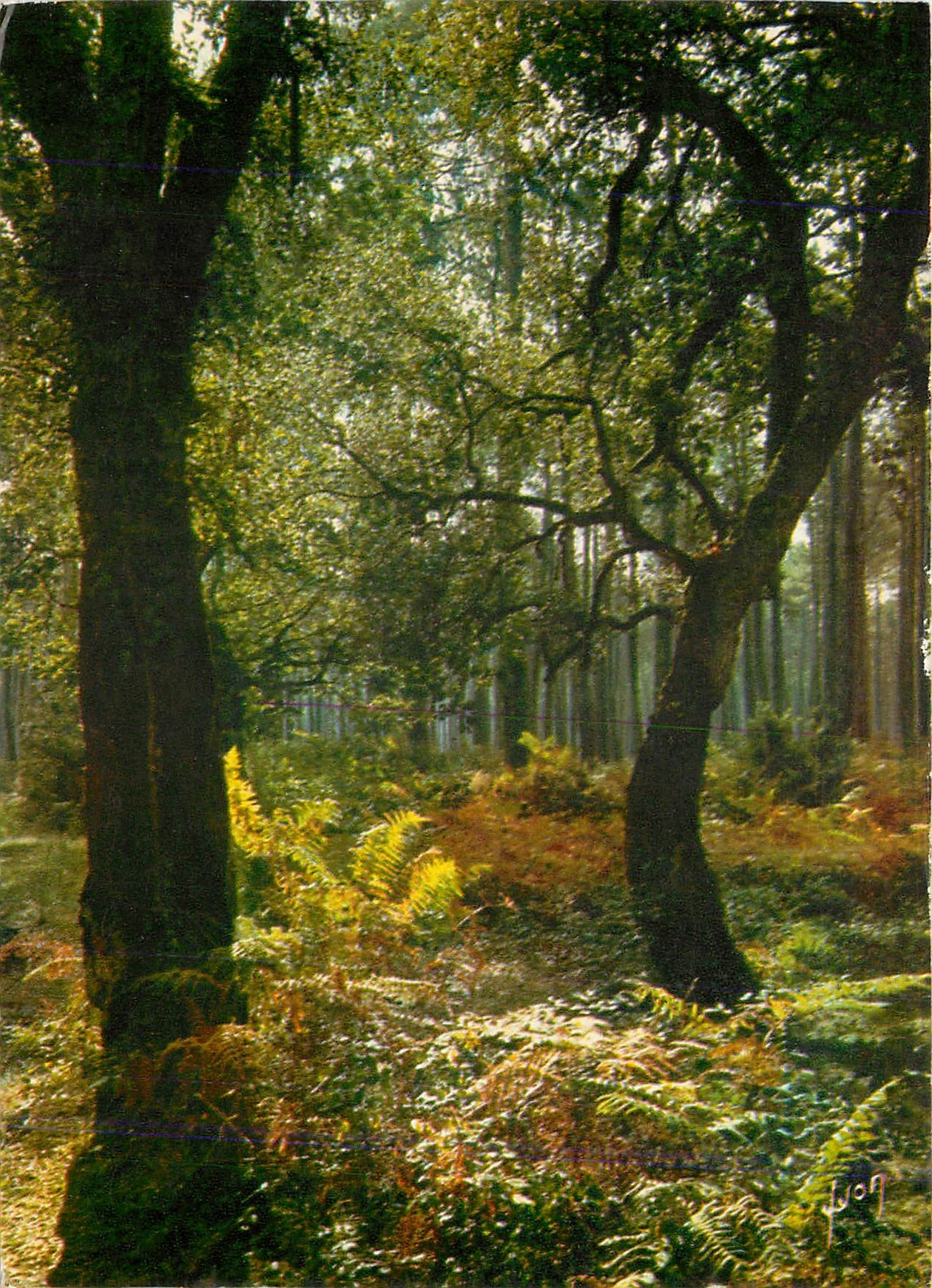 CPM Couleurs et Lumiere de France Contre jour en foret 