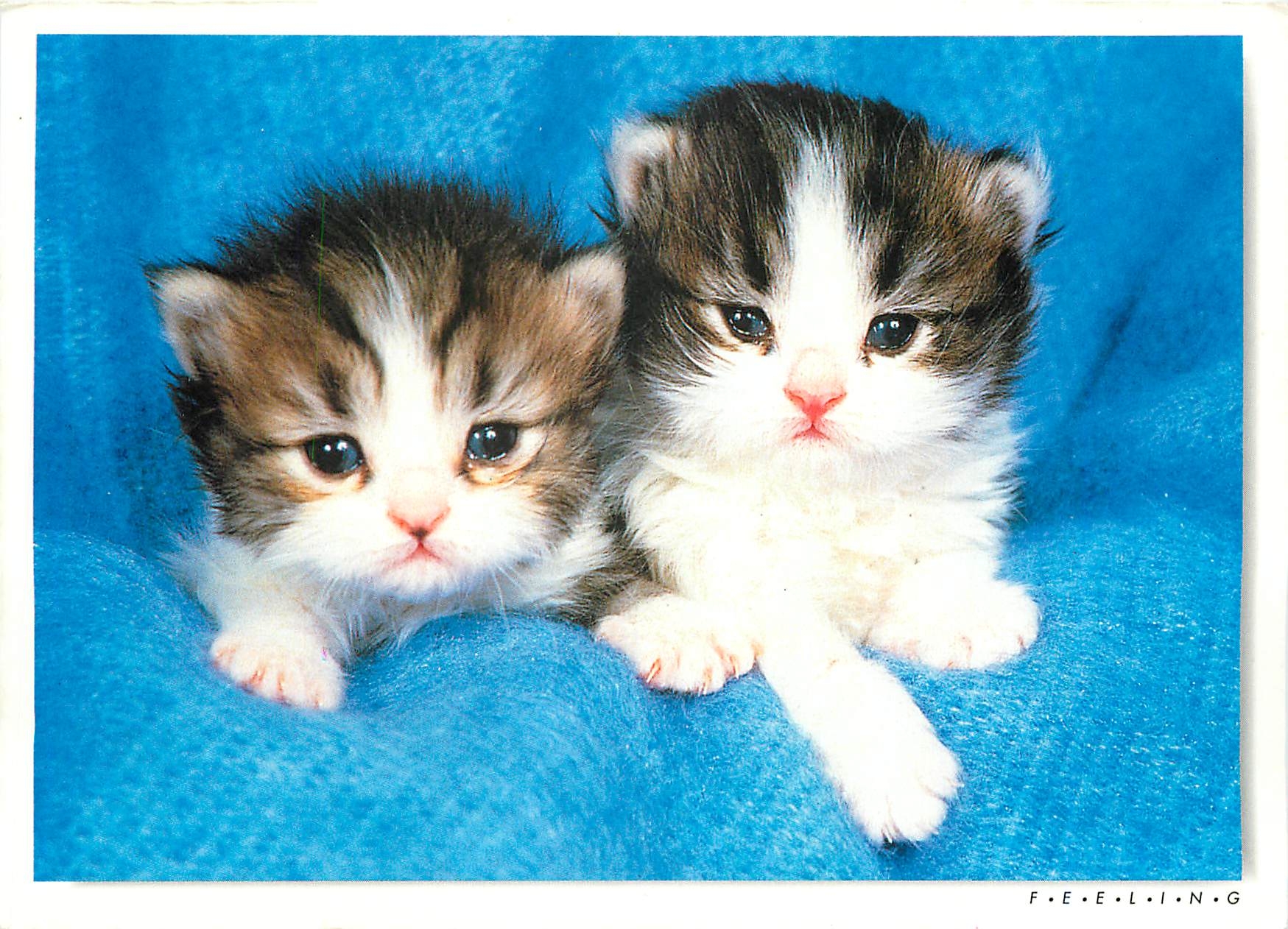 CPM Gentils Chatons 