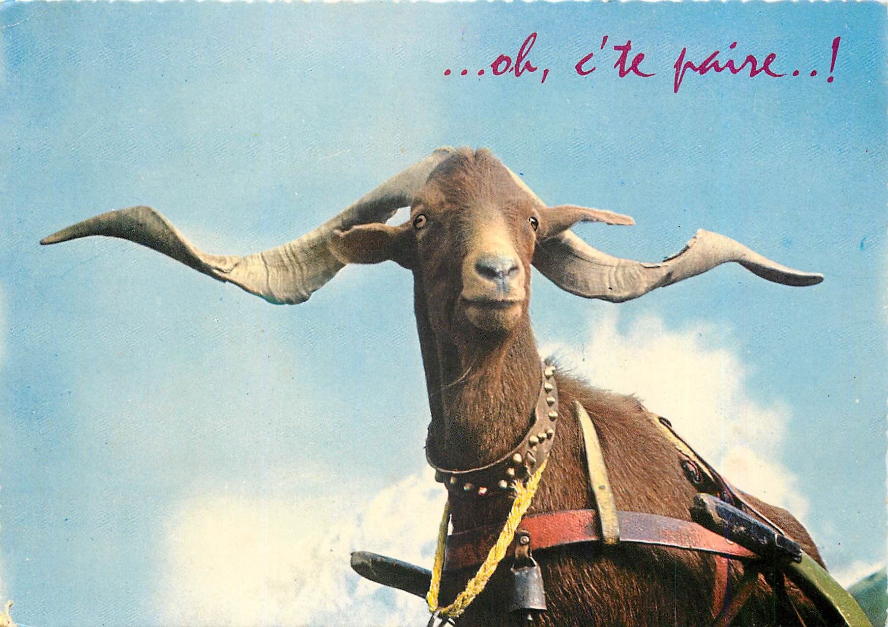 CPM Cliche pris au Col du Noyer Chevre Bouc