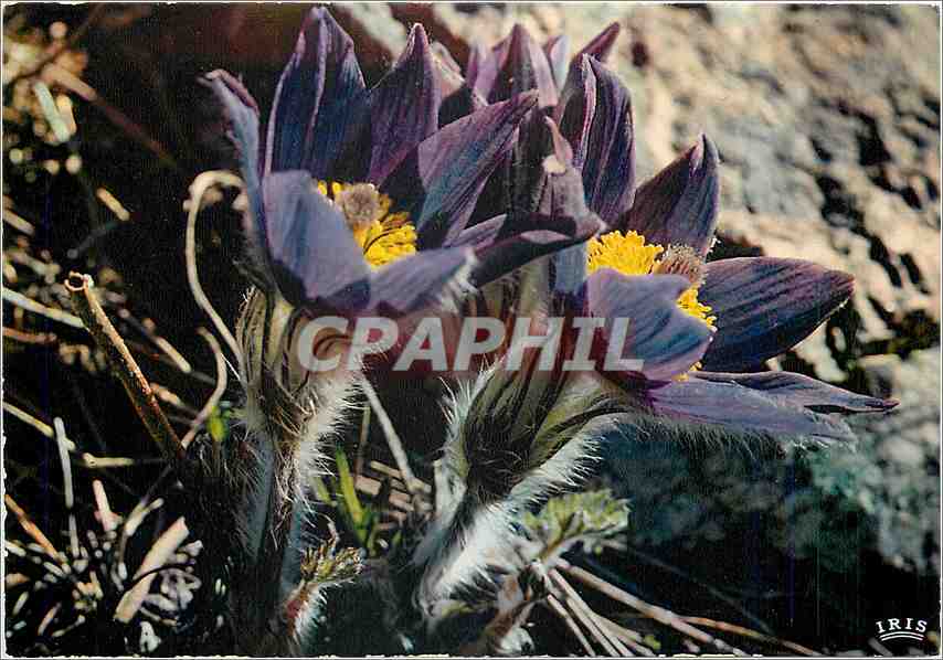 CPM Flore de Montagne Anemones Anemona 