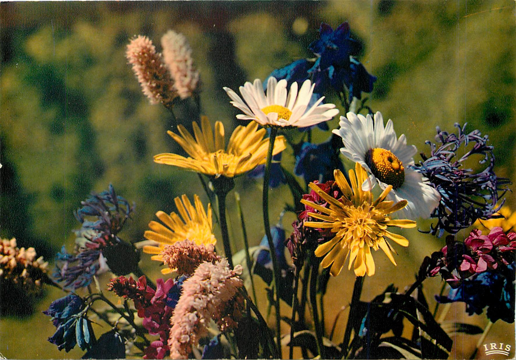 CPM Bouquet des Alpes 