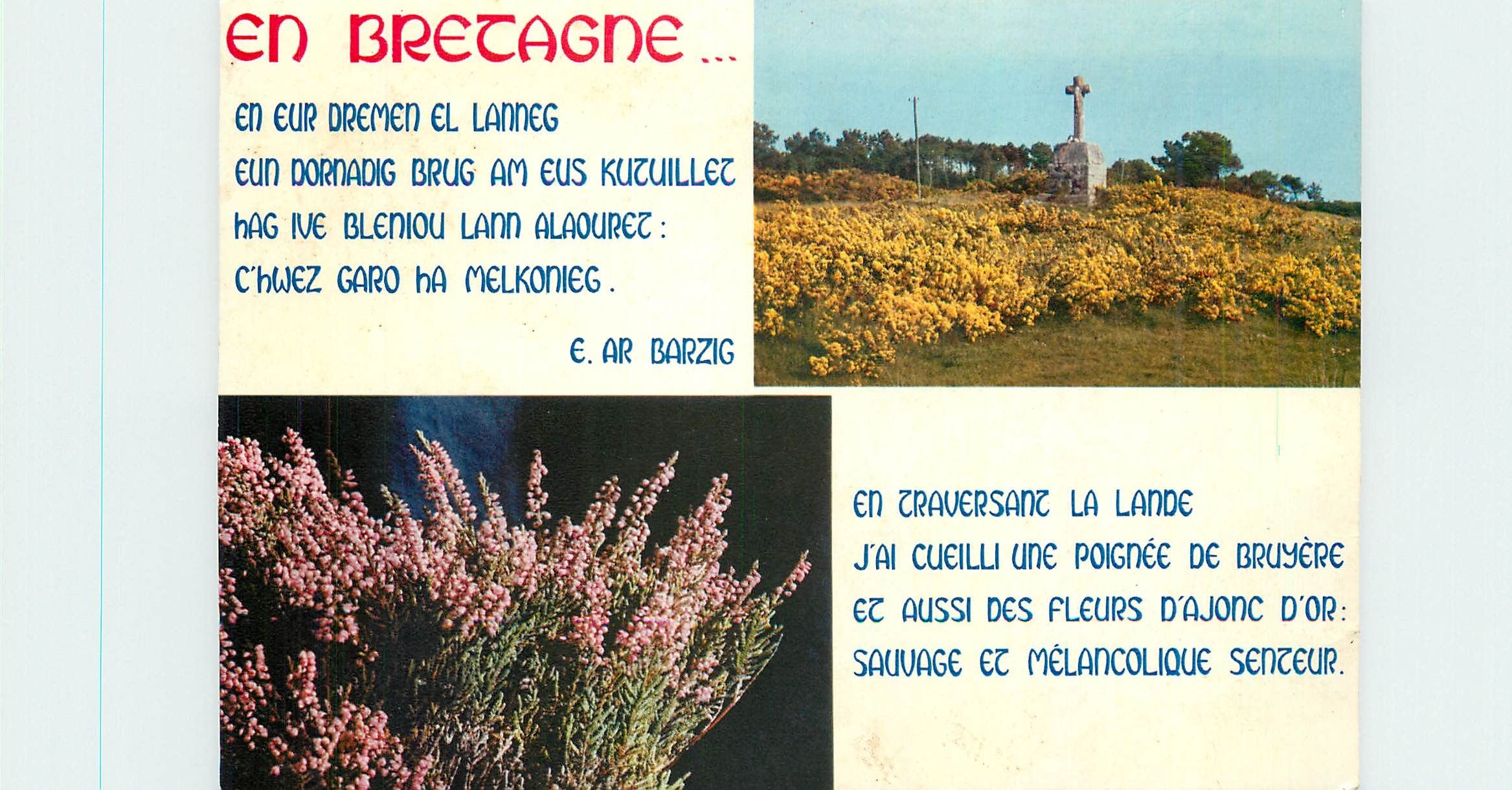 CPM Fleurs de Bretagne Ajonc et Bruyere 