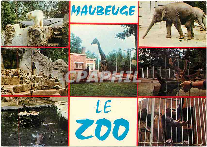 CPM Maubeuge Le Zoo Giraffe Elephant Ours Blanc