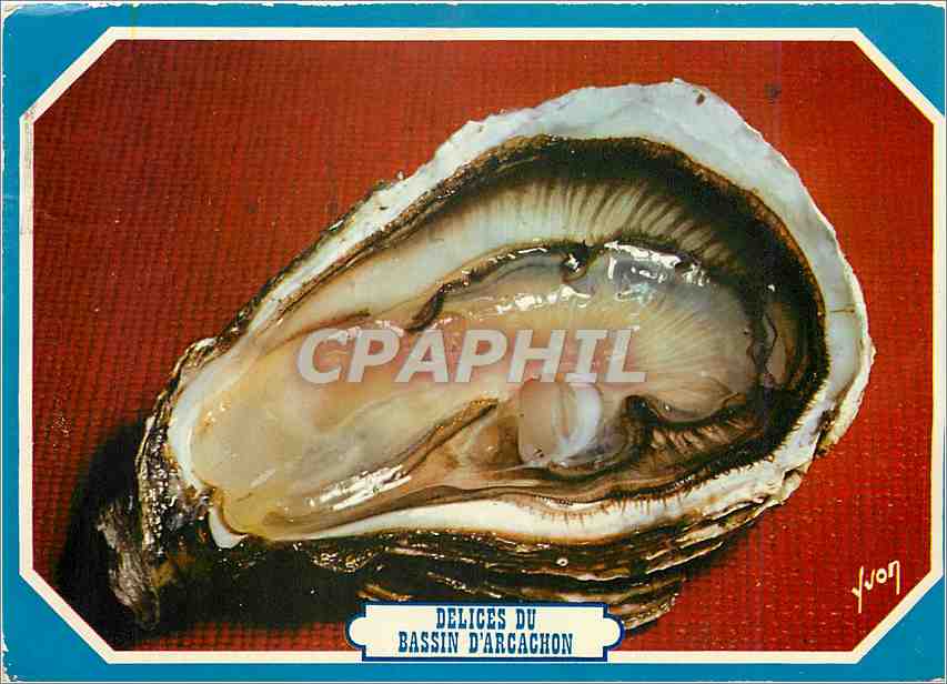 Ostrea — Delices du Bassin d'Arcachon — Juvon