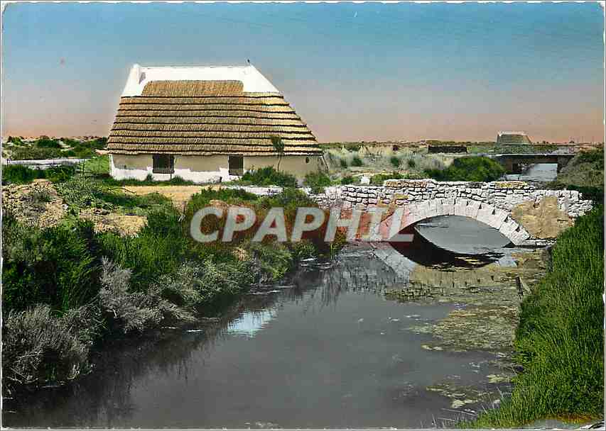 CPM Paysage de Camargue et cabane de gardian 