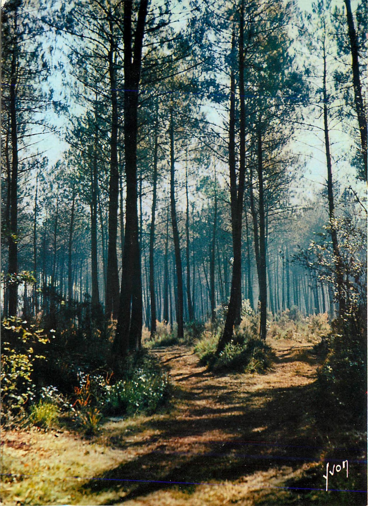CPM Couleurs et Lumiere de France Les Landes de Gascogne Foret Landaise 