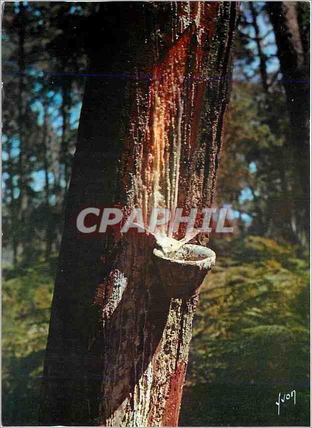 CPM Couleurs et Lumiere de France Les belles forets du Sud Ouest Pin en gemmage 