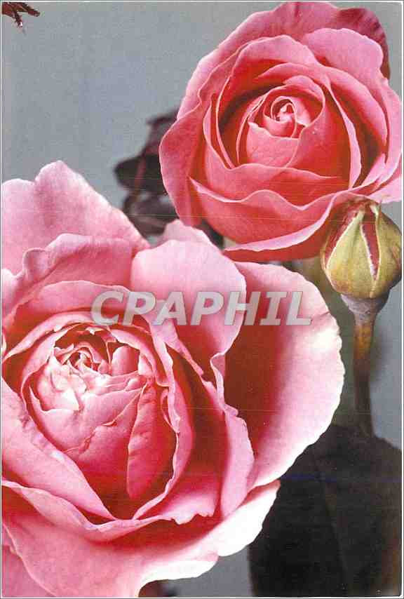 CPM Fleurs