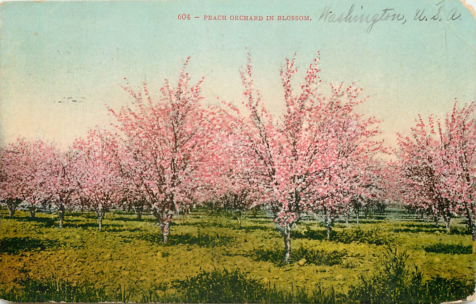 CPA Peach Orchard in blossom Wash