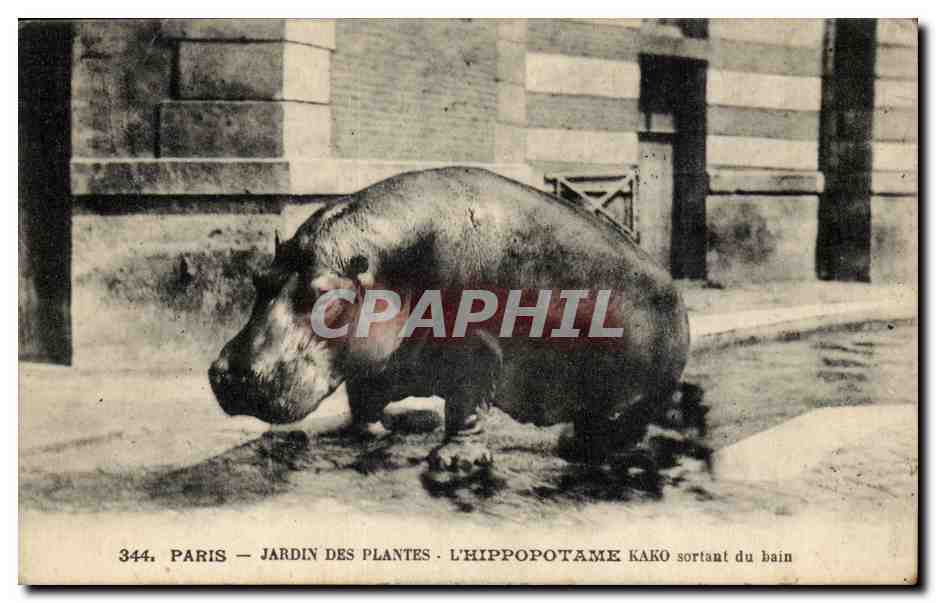 Paris - Jardin des Plantes - L'hippopotame Kako sortant du bain