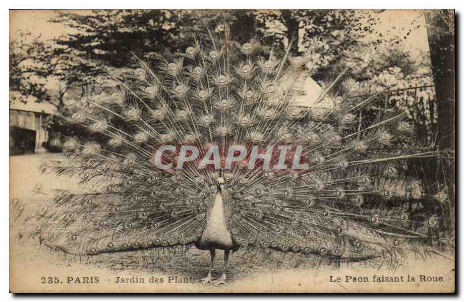 Paris CPA Jardin des plantes Le paon faisant sa roue