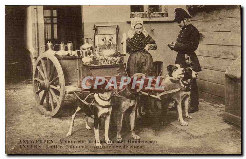 Antwerpen - Laitière flamande avec attelage de chiens — éditeur non visible, n° de série non visible