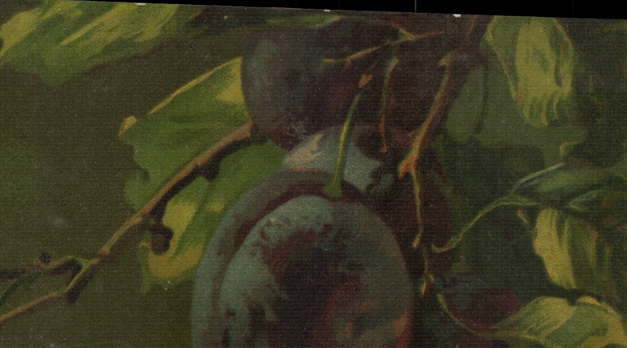 Pruniers — fruits sur branche — T.A.M. 1003