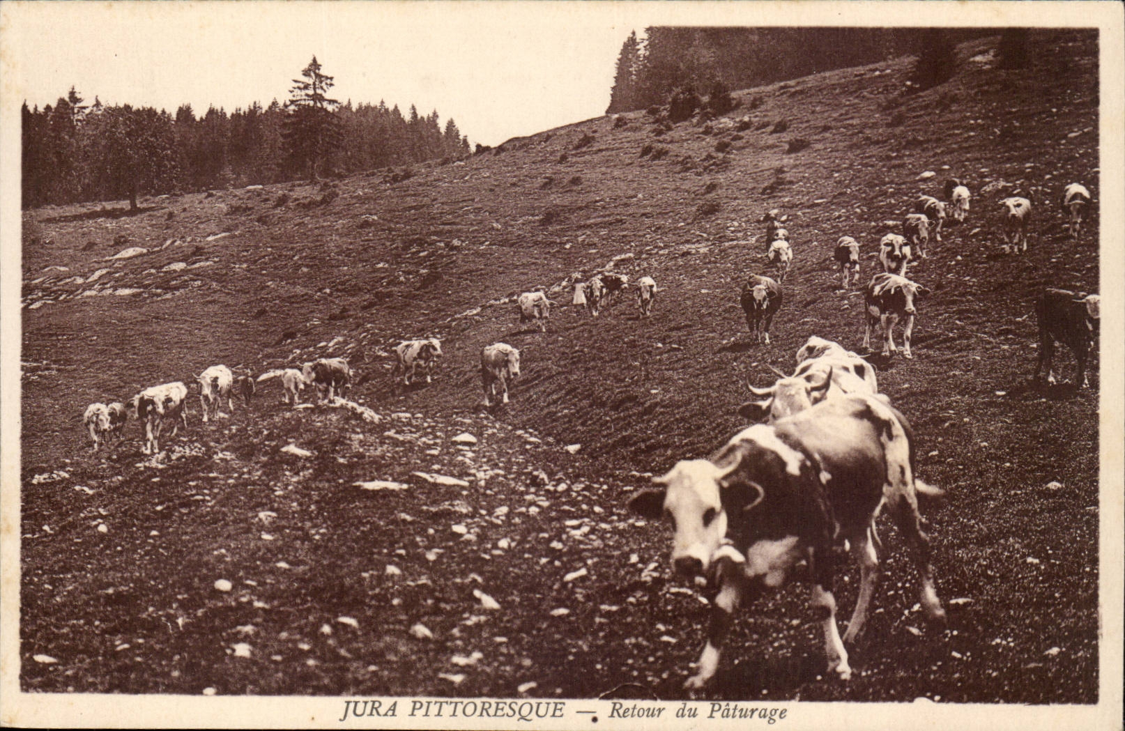 Jura - Retour du Paturage - vache - cow CPA 