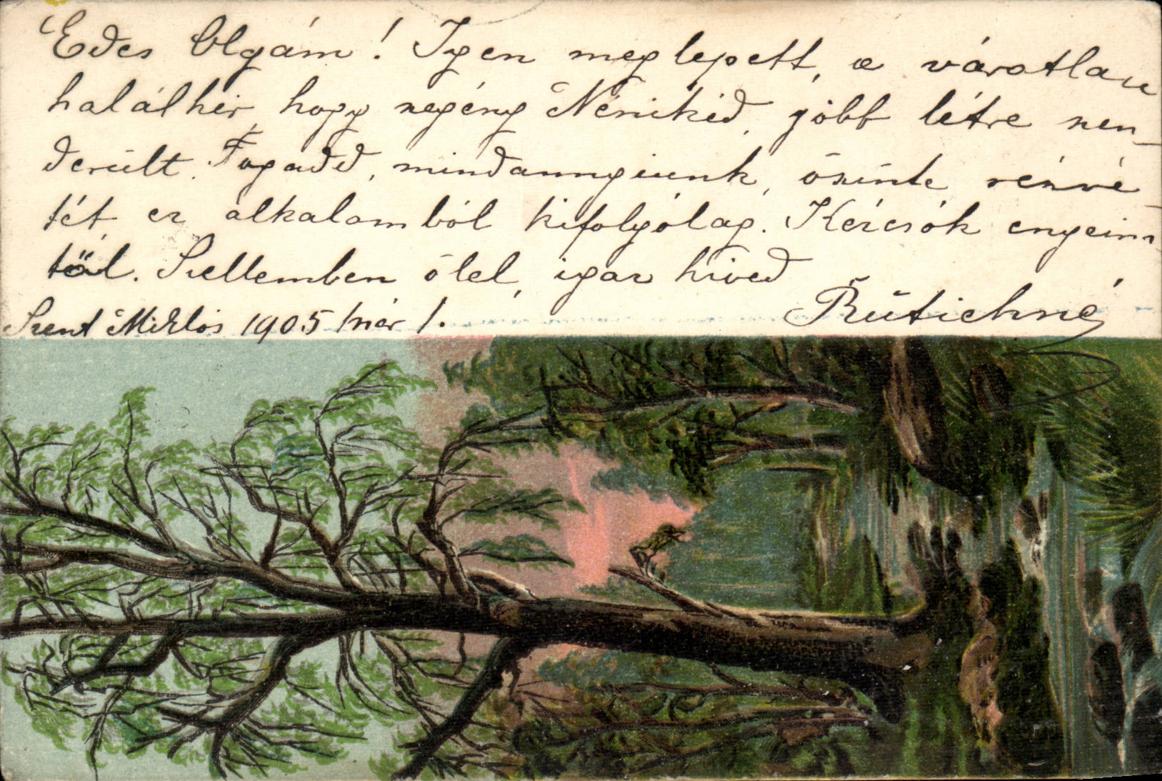 Arbre - Tree growing from babbling brook - CPA (carte hongroise Hungary Hongrie)